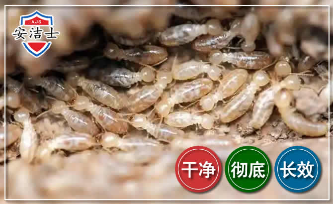 嘉定区白蚁防治