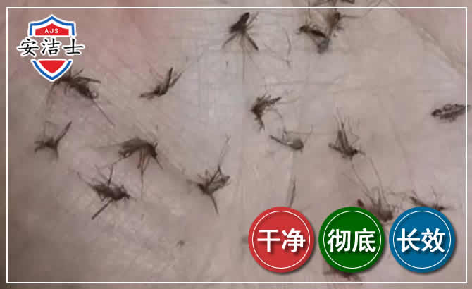 嘉定区蚊子防治-灭蚊