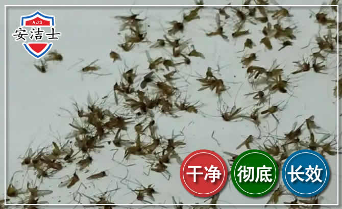 嘉定区苍蝇防治-灭蝇