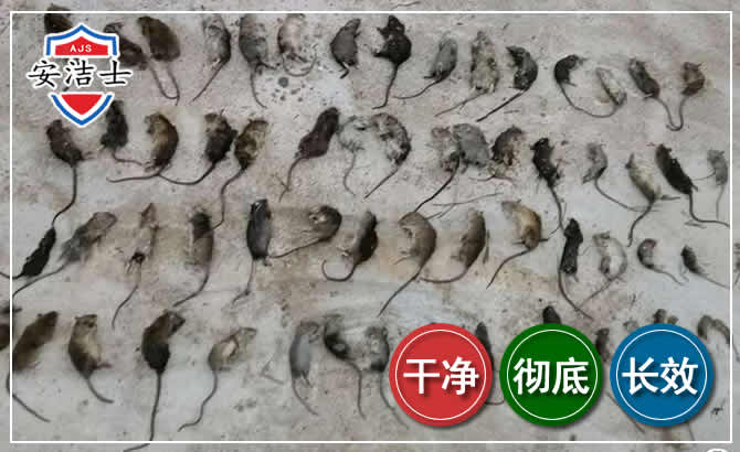 嘉定区鼠害防治-灭鼠