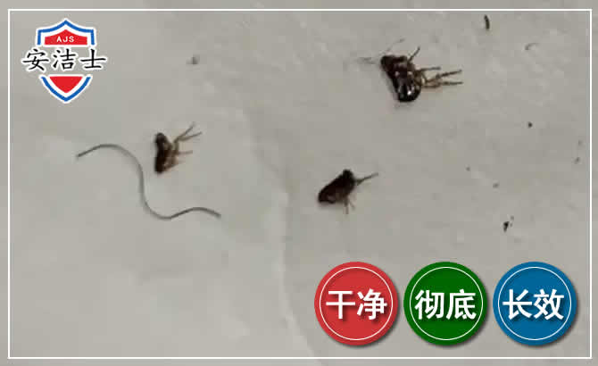 嘉定区跳蚤防治-灭跳蚤