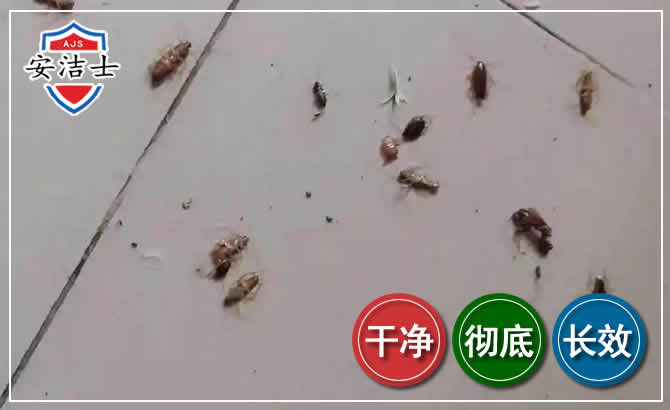 嘉定区蟑螂防治-灭蟑螂