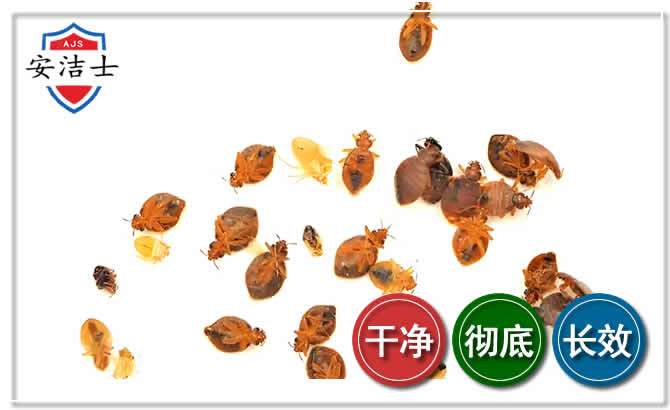 嘉定区臭虫防治-消灭臭虫
